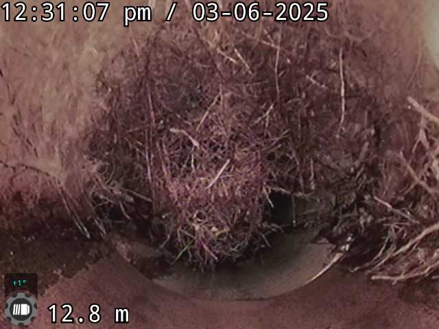 Tree roots in drains: why they block your sewer and when the fix is permanent
