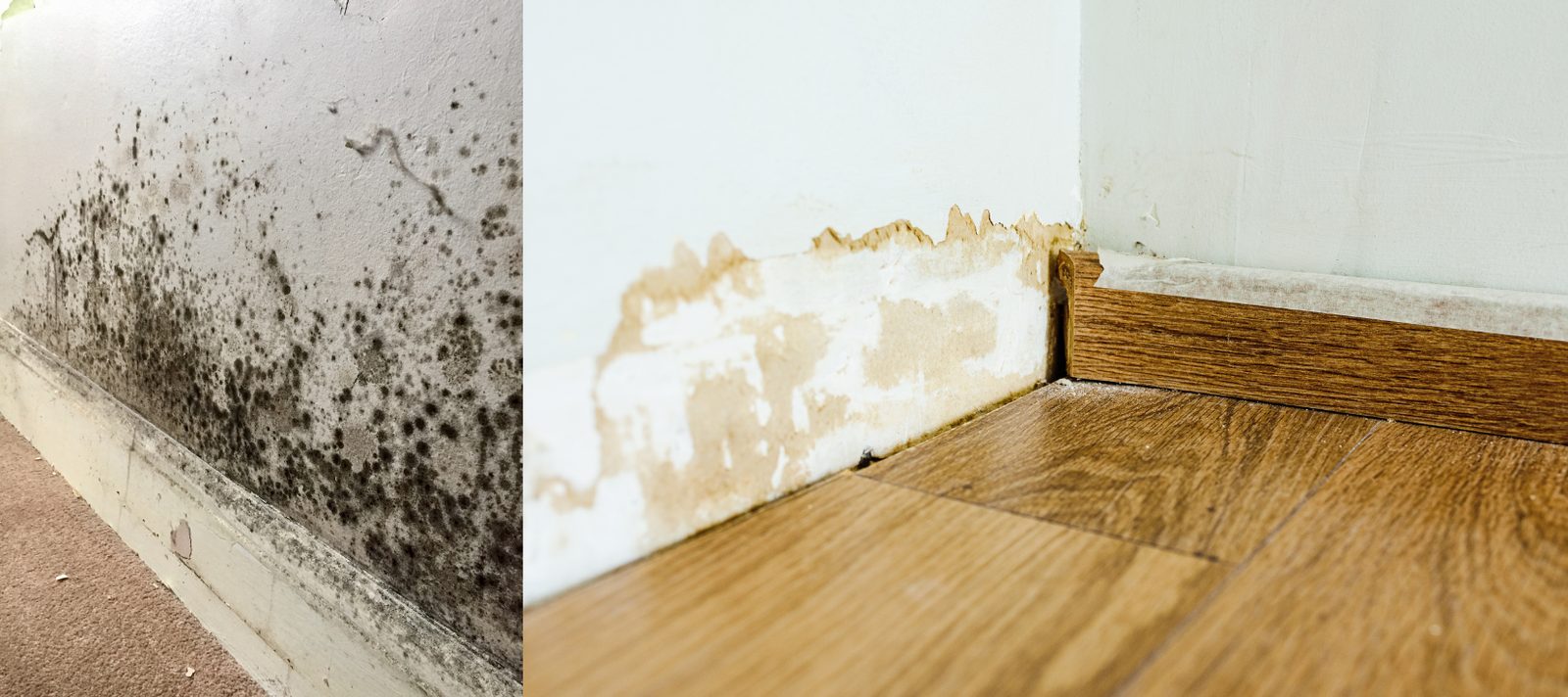 Mould growing on a wall where water has been getting in